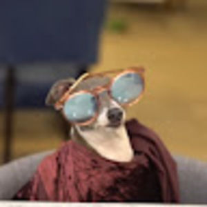 Meet your Posher, Dusty